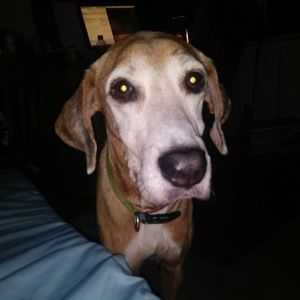 Meet your Posher, Carl